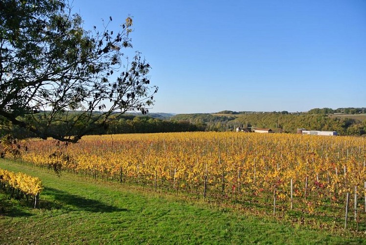 Château Cluzeau (2)