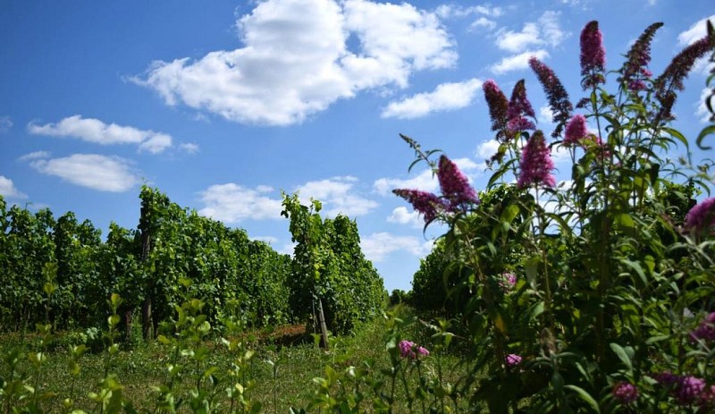 autour_monbazillac-chateau_cluzeau (38)-2