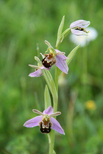 Domaine de Moulin Pouzy - Ophrys