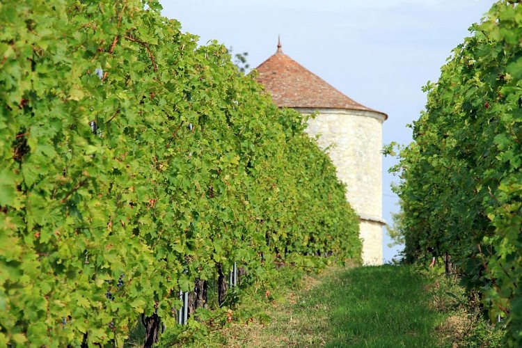 Autour de Monbazillac_Château Montdoyen (46)_2