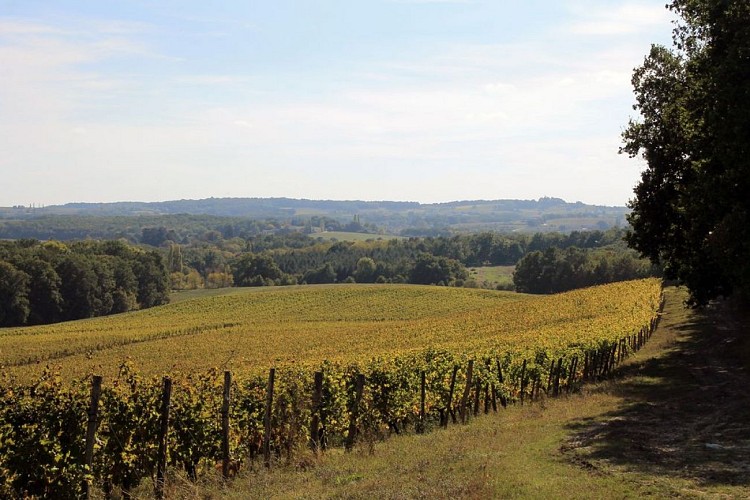 Autour de Monbazillac_Château Montdoyen (49)_2