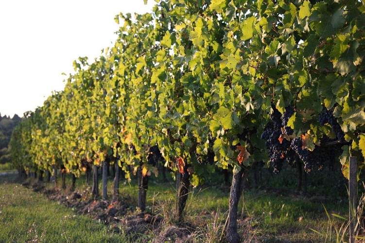 chateau-montdoyen (2)