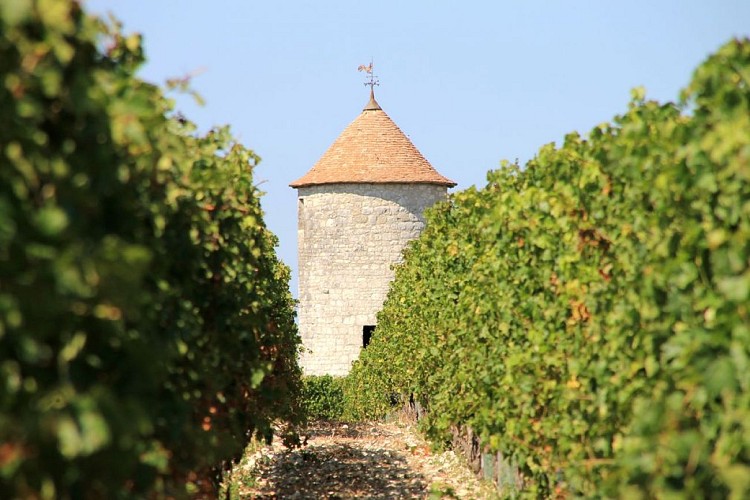 Autour de Saussignac_Château Panisseau (15)_2