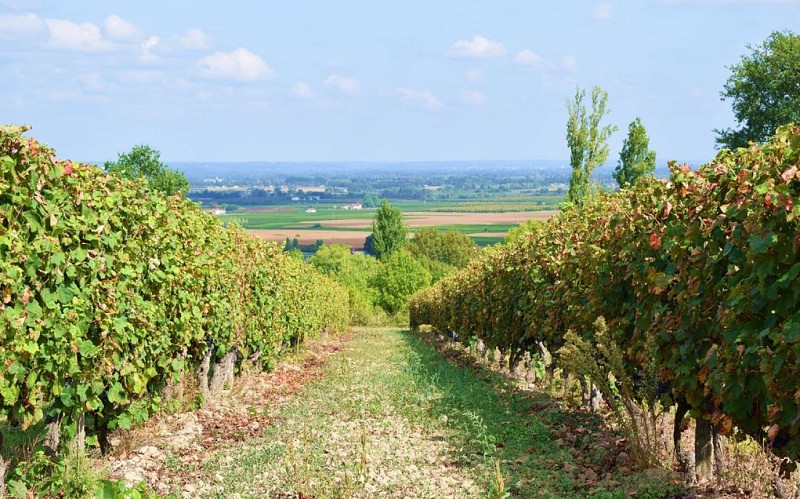 autour_saussignac-chateau_le_castellat (13)-2