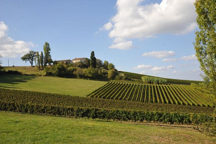 0024-nd7-2014-10-01-Razac de Saussignac-24-Domaine du Castellat-vignes