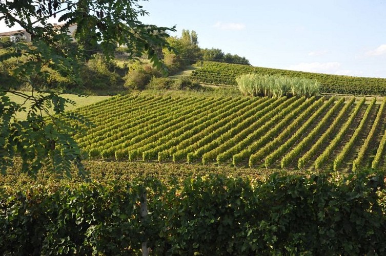 0028-nd7-2014-10-01-Razac de Saussignac-24-Domaine du Castellat-vignes