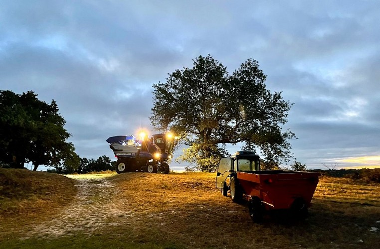 Château Lestevenie_vendanges