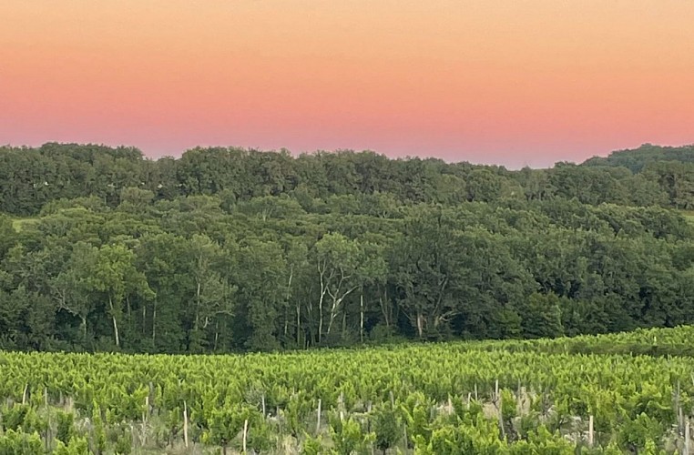 Château Lestevenie_vignes