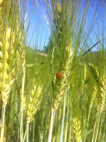 Champ Vert orge Coccinelle