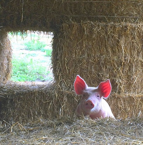 cochon-charmes-recad