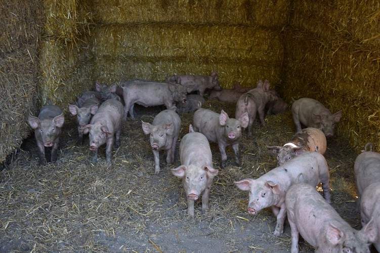 Gaec-des-charmes-St-Aquilin-cochons