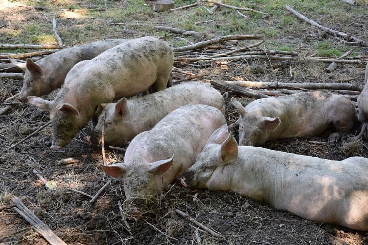 Gaec-des-charmes-St-Aquilin-cochons1