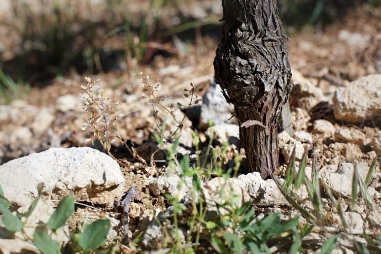 pied de vigne pierre