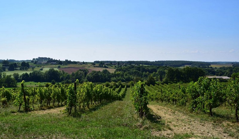 autour-saussignac-chateau-haut-fongrive (78)-2