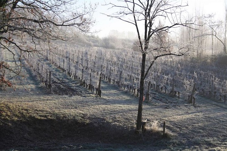 chateau-haut-fongrive-thenac (10)