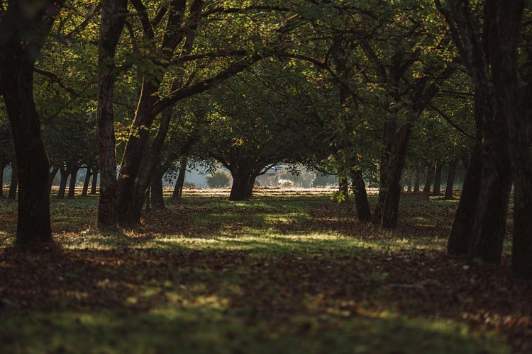 Les Noyeraies du landers-43 1