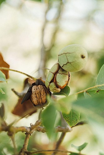 Les Noyeraies du landers-154 6