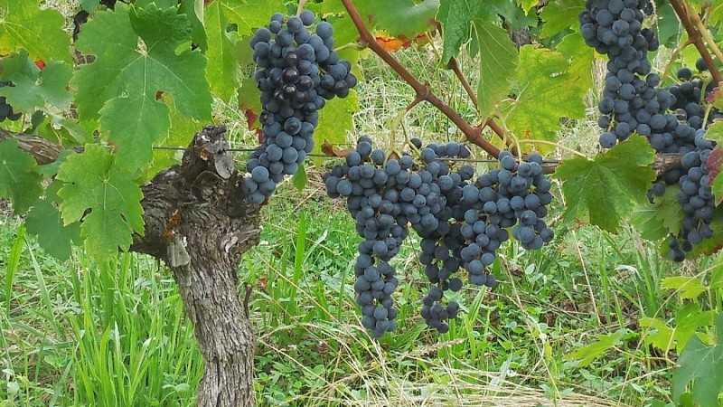 Bout-du-monde-degustation-2