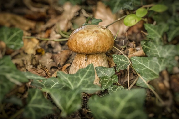 616c3ac70c6cdf4a234ba220_17-cepe