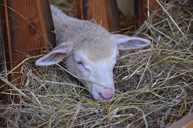 ferme-de-marcel--23B-