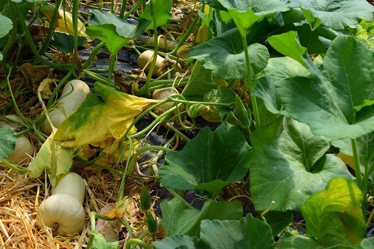 ferme-de-marcel--31B-