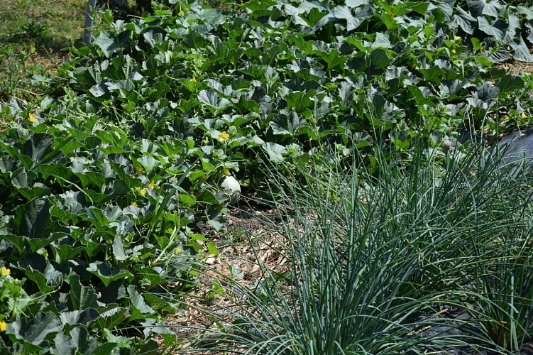 ferme-de-marcel--27-