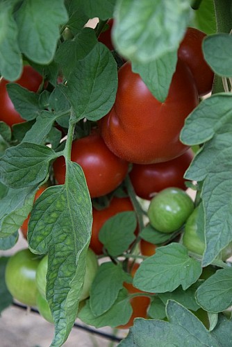 la-ferme-de-marcel-st-aquilin (1)