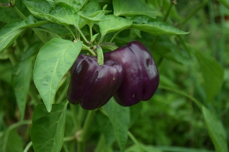 la-ferme-de-marcel-st-aquilin (29)