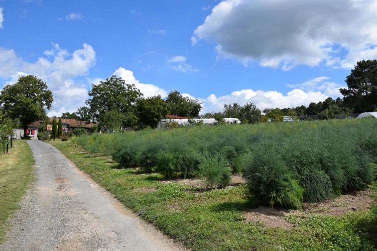 la-ferme-de-marcel-st-aquilin (4)