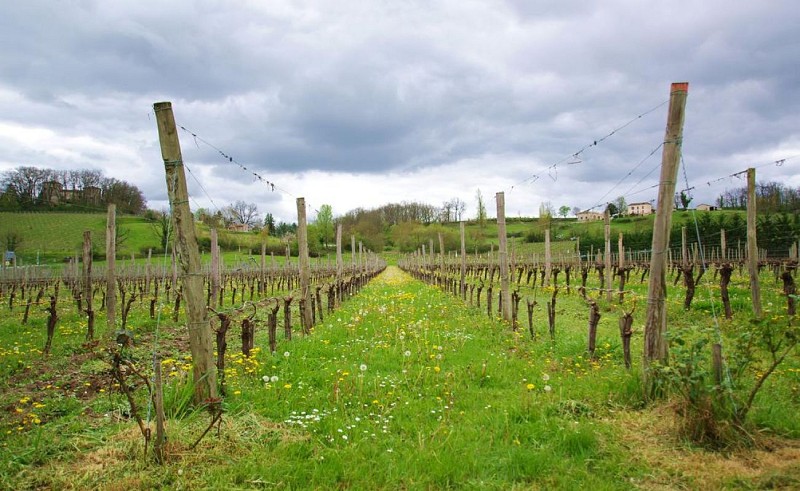 autour_saussignac-vignobles_gazziola (66)-2