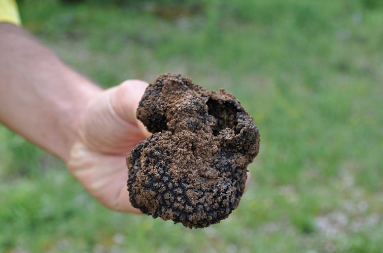 truffeS