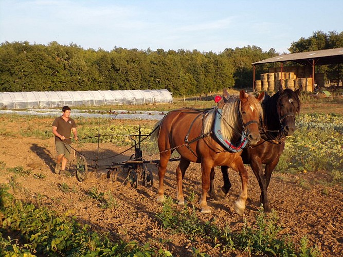 Saint Pierre de Côle traction animale ©CaussesdeCesserou
