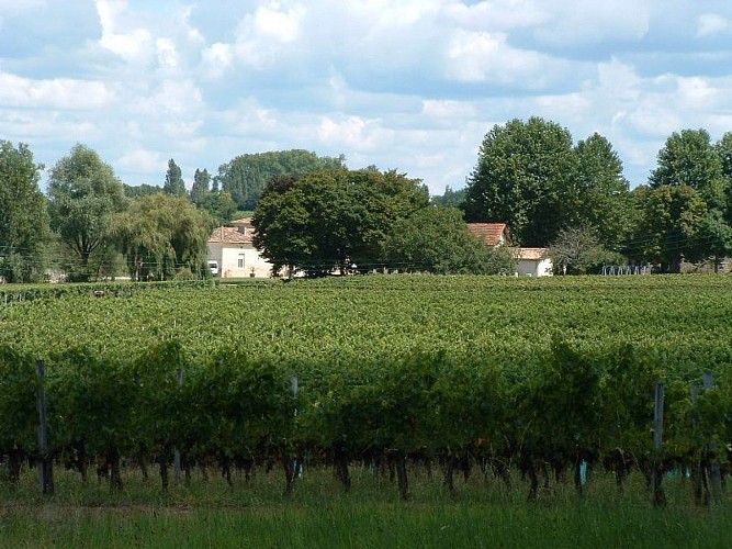Château l'Insoumise - Vignes