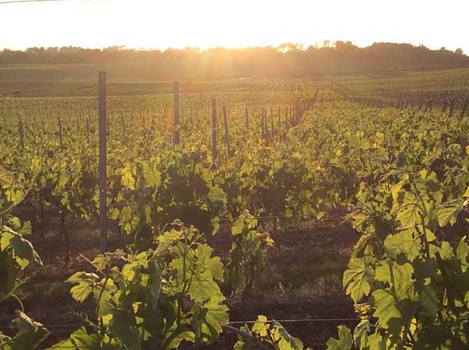 nos vignes 1