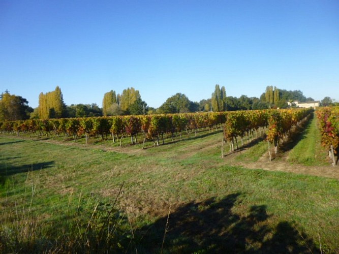 Clos La Prévoté_Parcelle de Cabernet Franc_cubzac les ponts_800x600