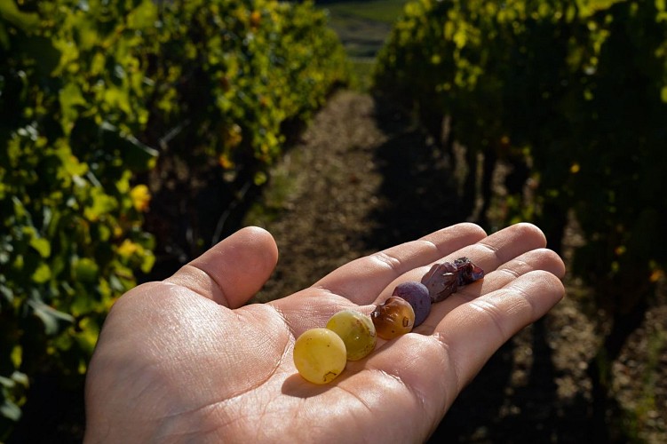 Château de Rayne Vigneau - BOMMES - Sud-Gironde 8