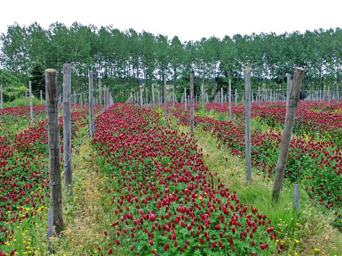 Chateau Farizeau (6)