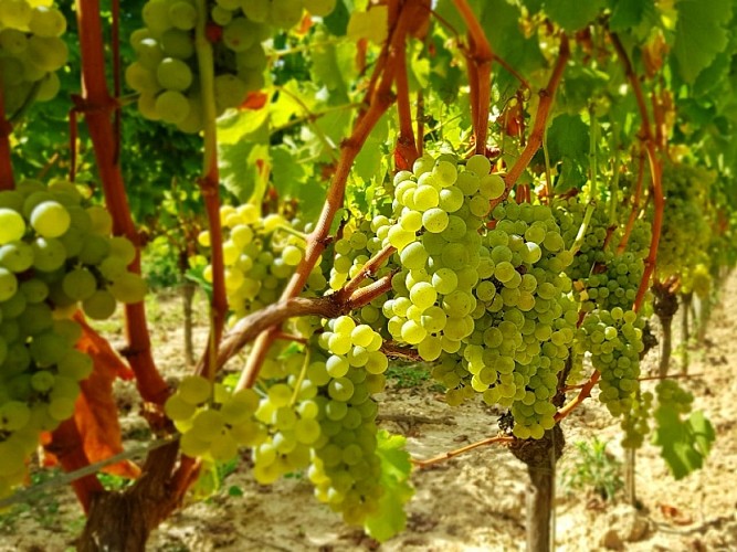 Chateau Farizeau (4)