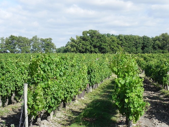 Château Haut-Brisey2