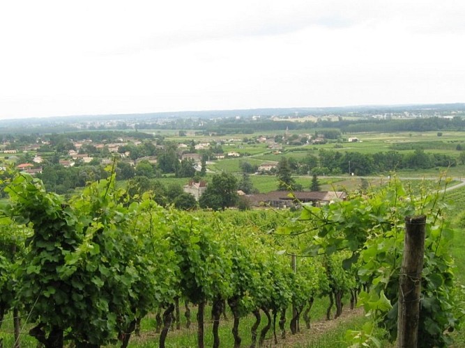 vue sur vignoble