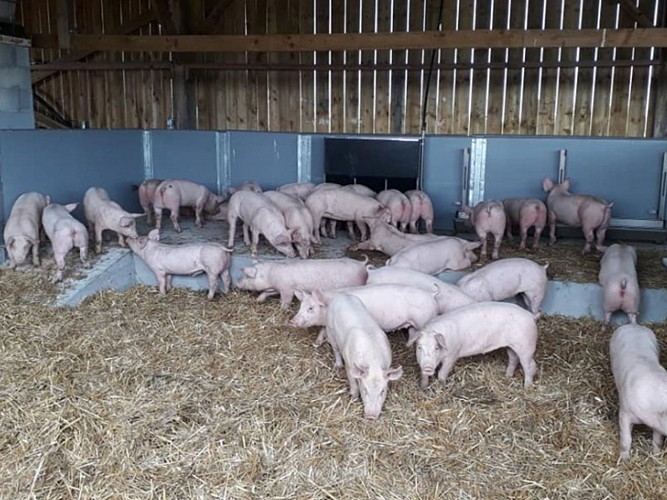 Elevage de porc