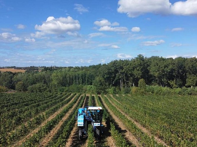 Les vendanges-Bordeaux-Gauvin-Vignes