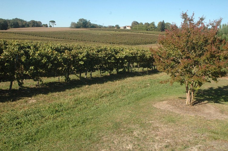 Producteur - Armagnac - Labastide - Hourtica- Vignes 1