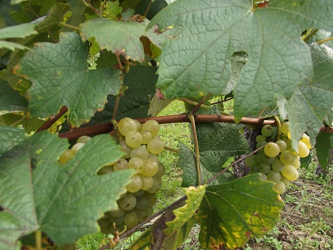 Producteur - Armagnac - Labastide - Hourtica- Grappes raisin 1 (1)