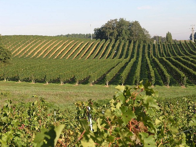 Vignoble Dulucq - Château de Perchade