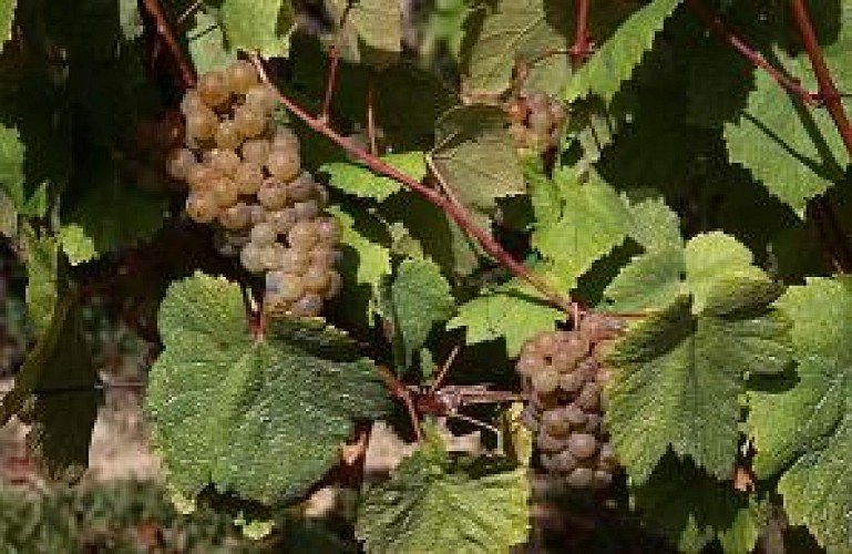 Vignoble Dulucq - Château de Perchade