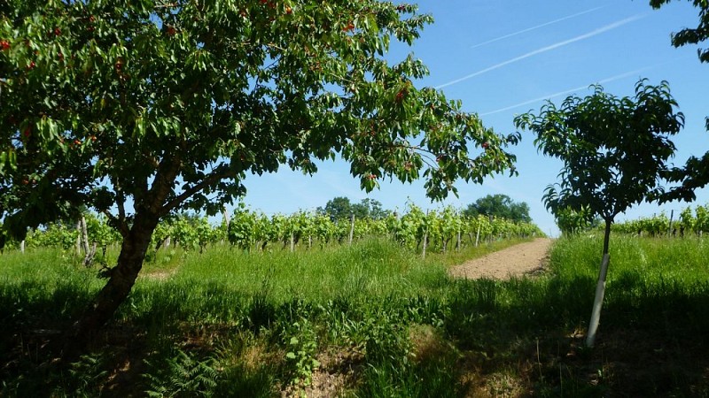 Producteur - Armagnac - Parleboscq - Domaine de Laguironde - Vignoble (6)