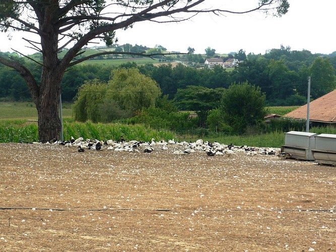 Ferme-Guilhem-Hauriet-2