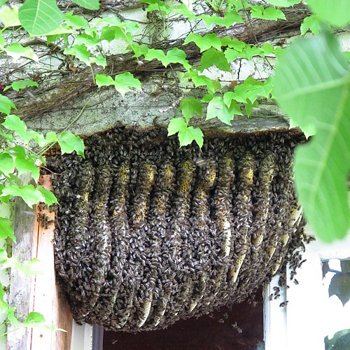 Birountarère - essain d'abeilles