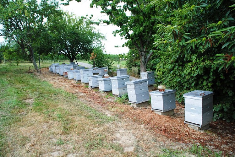 Miel-Birountarere- les ruches